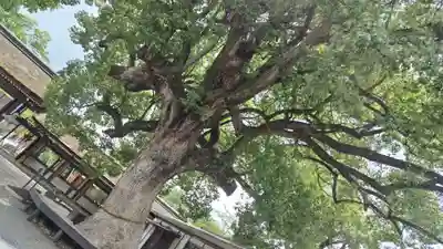 平野神社(京都府)