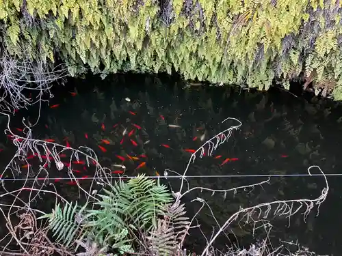 銭洗弁財天宇賀福神社の庭園