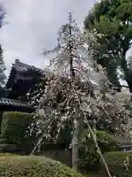 東長谷寺 薬王院(東京都)