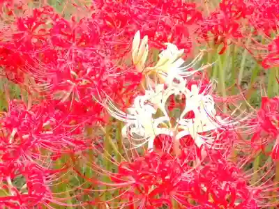 阿邪訶根神社の自然