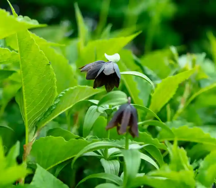 白山比咩神社 奥宮(石川県)