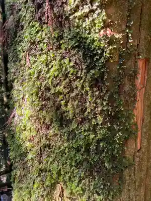 玉置神社(奈良県)