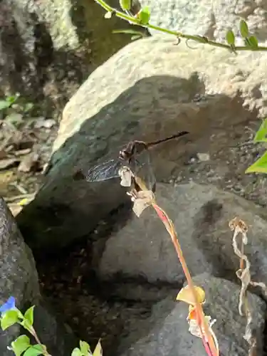 覚性律庵の動物