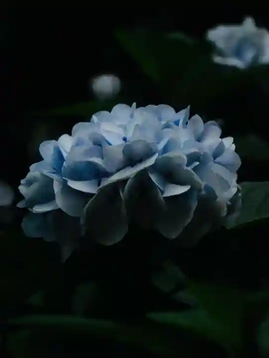 長谷寺(神奈川県)