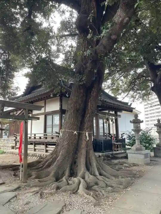 諏訪大神社 の{uncategorized: "未分類", other: "その他", undefined: "問題あり", building: "その他建物", grave: "お墓", sacred_gate: "鳥居", guardian: "狛犬", statue: "像", buddha: "仏像", history: "歴史", nature: "自然", garden: "庭園", animal: "動物", pagoda: "塔", temizu: "手水舎", mountain_gate: "山門・神門", sanctuary: "本殿・本堂", subordinate: "末社・摂社", art: "芸術", scenery: "景色", jizo: "地蔵", ema: "絵馬", goshuin: "御朱印", omikuji: "おみくじ", items: "授与品その他", amulet: "お守り", goshuincho: "御朱印帳", eats: "食事", festival: "お祭り", votive_dance: "神楽", shichigosan: "七五三参", wedding: "結婚式", experience: "体験その他", initially: "初詣", around: "周辺", anti_infection: "感染症対策"}