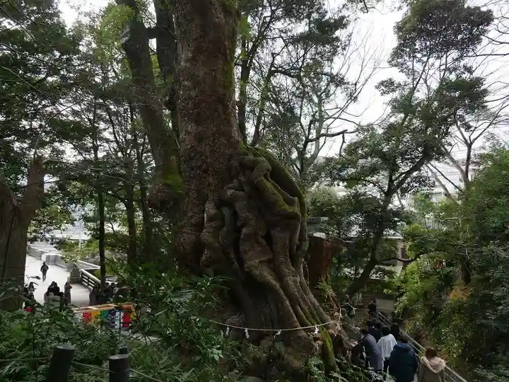 來宮神社の自然