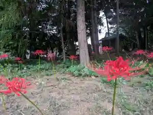 伏木香取神社(茨城県)(2024年10月02日(水) 06時15分39秒投稿)
