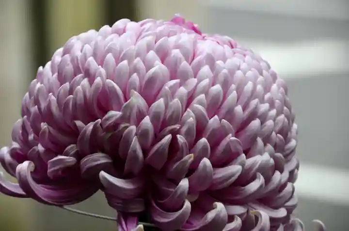 笠間稲荷神社 東京別社の自然