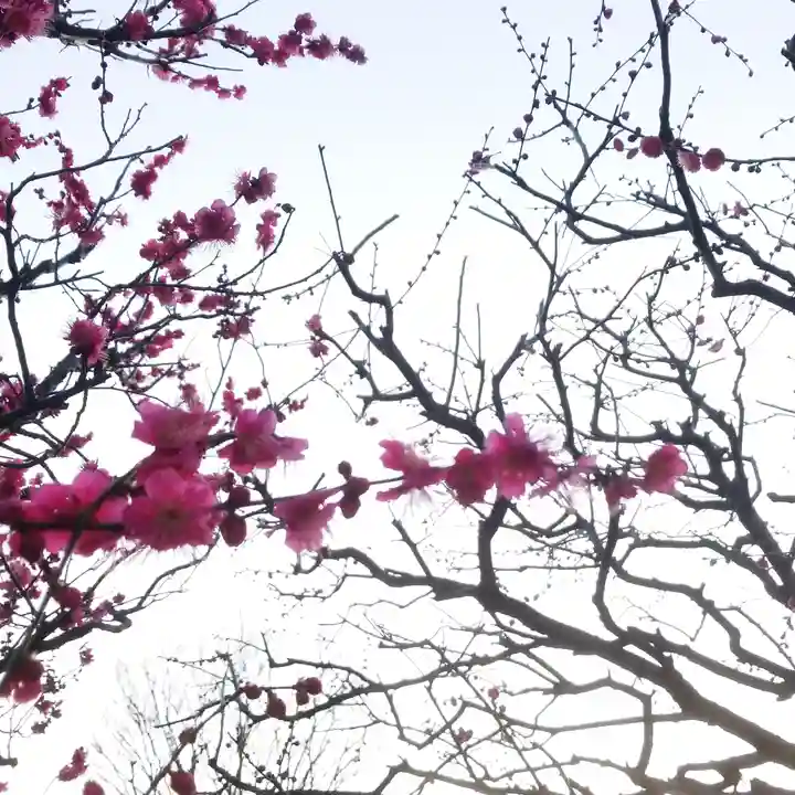 新井天神北野神社の自然