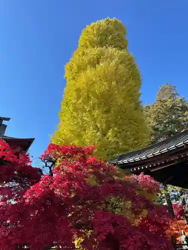 長圓寺の自然