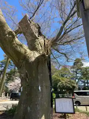 羽咋神社の{uncategorized: "未分類", other: "その他", undefined: "問題あり", building: "その他建物", grave: "お墓", sacred_gate: "鳥居", guardian: "狛犬", statue: "像", buddha: "仏像", history: "歴史", nature: "自然", garden: "庭園", animal: "動物", pagoda: "塔", temizu: "手水舎", mountain_gate: "山門・神門", sanctuary: "本殿・本堂", subordinate: "末社・摂社", art: "芸術", scenery: "景色", jizo: "地蔵", ema: "絵馬", goshuin: "御朱印", omikuji: "おみくじ", items: "授与品その他", amulet: "お守り", goshuincho: "御朱印帳", eats: "食事", festival: "お祭り", votive_dance: "神楽", shichigosan: "七五三参", wedding: "結婚式", experience: "体験その他", initially: "初詣", around: "周辺", anti_infection: "感染症対策"}