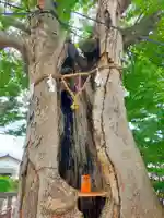 三ツ木神社(埼玉県)