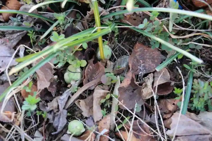 高司神社〜むすびの神の鎮まる社〜の自然