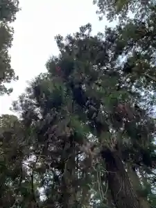 大宮温泉神社(栃木県)(2024年03月19日(火) 16時10分06秒投稿)