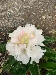 彌都加伎神社の自然