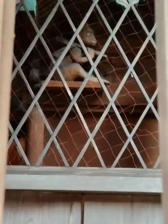 出雲路幸神社(京都府)