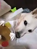 下庄八幡神社(福岡県)