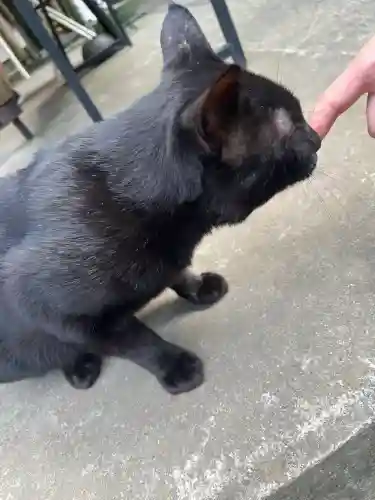 間々田八幡宮の動物