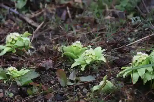 高司神社〜むすびの神の鎮まる社〜の自然