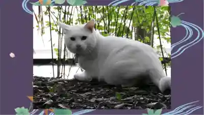鎮守氷川神社(埼玉県)