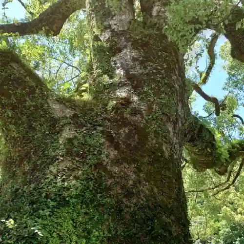 青岸渡寺の自然