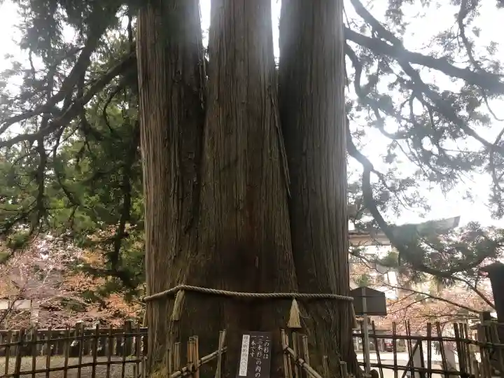 戸隠神社中社の{uncategorized: "未分類", other: "その他", undefined: "問題あり", building: "その他建物", grave: "お墓", sacred_gate: "鳥居", guardian: "狛犬", statue: "像", buddha: "仏像", history: "歴史", nature: "自然", garden: "庭園", animal: "動物", pagoda: "塔", temizu: "手水舎", mountain_gate: "山門・神門", sanctuary: "本殿・本堂", subordinate: "末社・摂社", art: "芸術", scenery: "景色", jizo: "地蔵", ema: "絵馬", goshuin: "御朱印", omikuji: "おみくじ", items: "授与品その他", amulet: "お守り", goshuincho: "御朱印帳", eats: "食事", festival: "お祭り", votive_dance: "神楽", shichigosan: "七五三参", wedding: "結婚式", experience: "体験その他", initially: "初詣", around: "周辺", anti_infection: "感染症対策"}