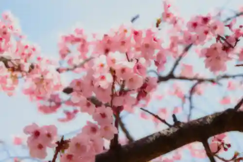 三津厳島神社の自然