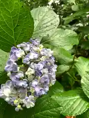 川越八幡宮の自然