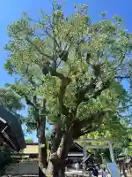 和泉國一之宮 大鳥大社(大阪府)