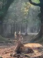 春日大社 若宮(春日若宮)(奈良県)
