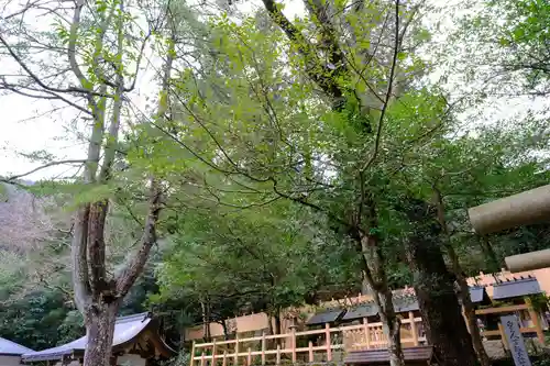 天河大辨財天社の自然