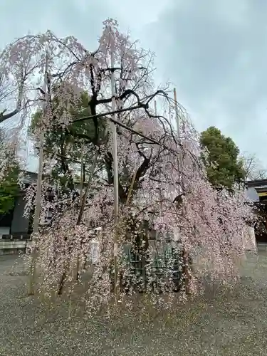大國魂神社の自然