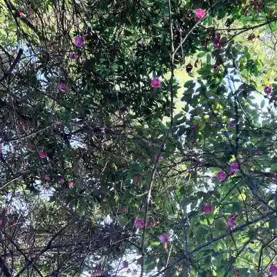 平尾八幡宮の{uncategorized: "未分類", other: "その他", undefined: "問題あり", building: "その他建物", grave: "お墓", sacred_gate: "鳥居", guardian: "狛犬", statue: "像", buddha: "仏像", history: "歴史", nature: "自然", garden: "庭園", animal: "動物", pagoda: "塔", temizu: "手水舎", mountain_gate: "山門・神門", sanctuary: "本殿・本堂", subordinate: "末社・摂社", art: "芸術", scenery: "景色", jizo: "地蔵", ema: "絵馬", goshuin: "御朱印", omikuji: "おみくじ", items: "授与品その他", amulet: "お守り", goshuincho: "御朱印帳", eats: "食事", festival: "お祭り", votive_dance: "神楽", shichigosan: "七五三参", wedding: "結婚式", experience: "体験その他", initially: "初詣", around: "周辺", anti_infection: "感染症対策"}