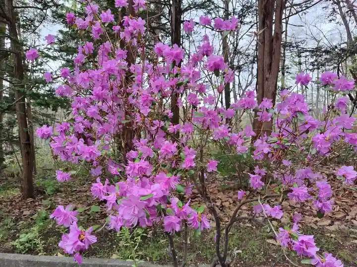 上川神社の自然