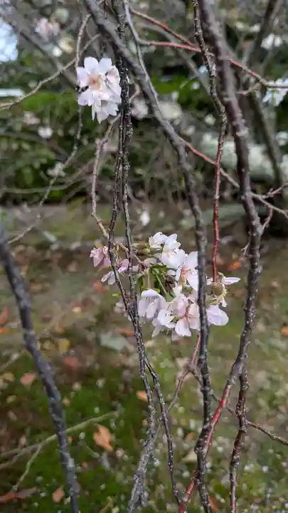 妙蓮寺(京都府)