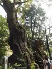 來宮神社(静岡県)