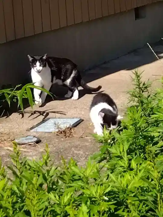 五郎兵衛稲荷神社(茨城県)