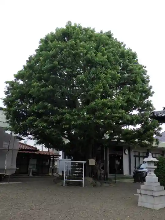 嶺白山神社の自然