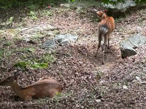 三峯神社(埼玉県)