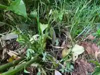 愛宕神社の自然