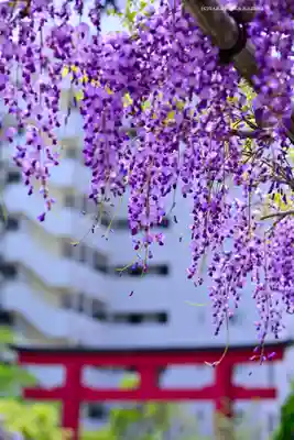亀戸天神社(東京都)