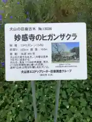 妙感寺の自然