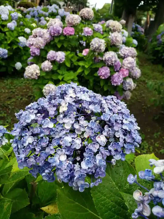 妙法寺(東京都)