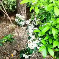彌彦神社 (伊夜日子神社)の自然