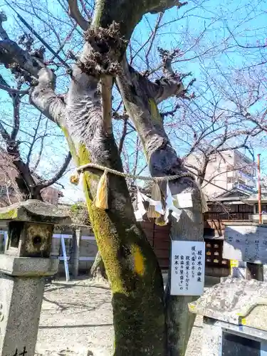白山神社（榎白山神社）の自然