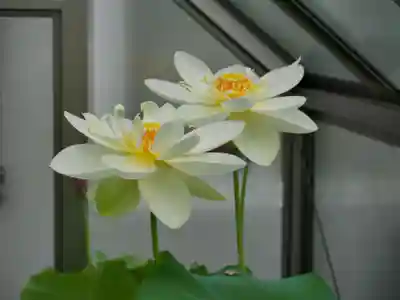 極楽山　浄土寺の自然