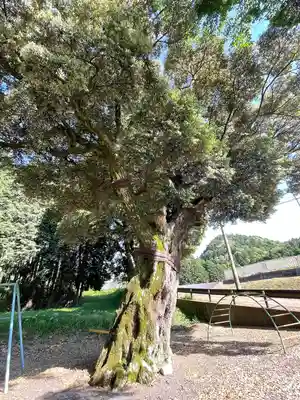 榎嶋神社(白川神社御旅所)(滋賀県)