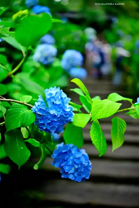 明月院(神奈川県)