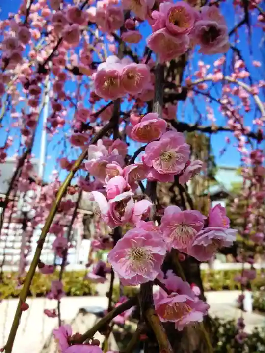 常性寺(東京都)