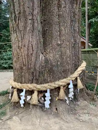 玉敷神社の自然